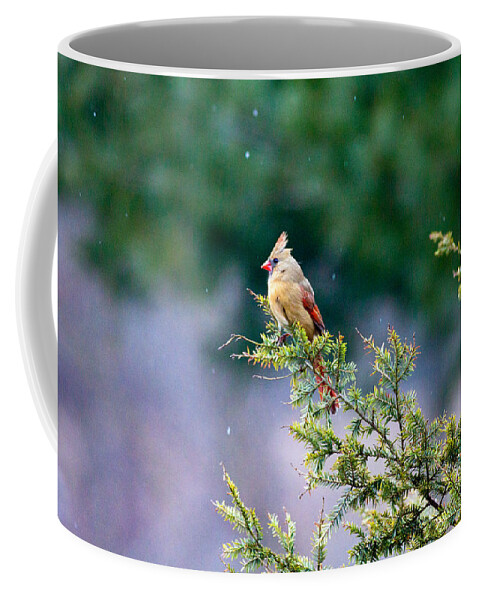 Bird Coffee Mug featuring the photograph Female Cardinal in Snow by Eleanor Abramson