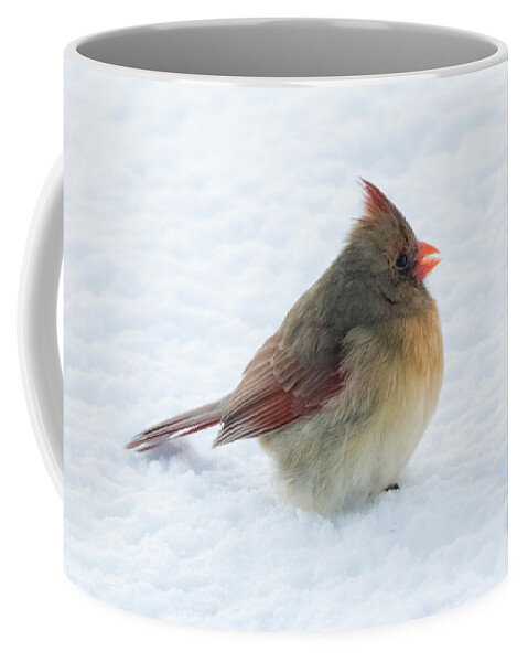 Cardinal Coffee Mug featuring the photograph Female Cardinal by Holden The Moment