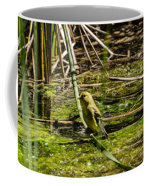 Water Coffee Mug featuring the photograph Female Gold Finch Drinking by Donna Brown