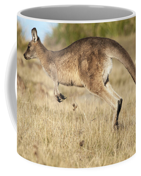 512750 Coffee Mug featuring the photograph Female Grey Kangaroo Maria Isl Australia by D. Parer & E. Parer-Cook