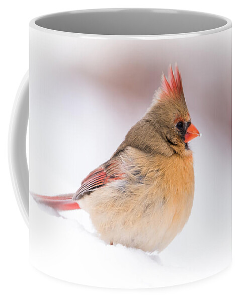 Female Northern Cardinal Coffee Mug featuring the photograph Female Northern Cardinal by Ronald Grogan
