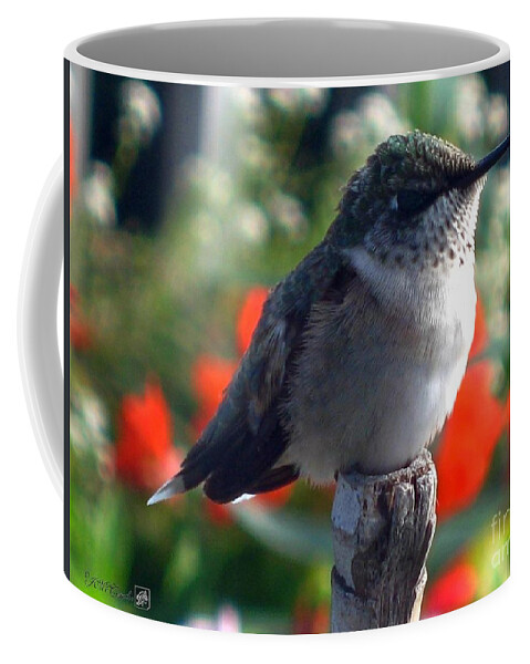 Mccombie Coffee Mug featuring the photograph Female Ruby-Throated Hummingbird by J McCombie