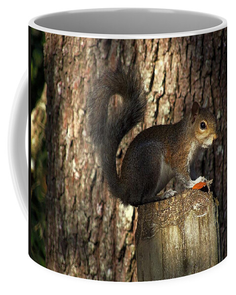 Grey Squirrel Coffee Mug featuring the photograph Fence Post Squirrel by Christopher Mercer