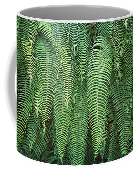Feb0514 Coffee Mug featuring the photograph Ferns Hanging Over Trail Nepal by Colin Monteath