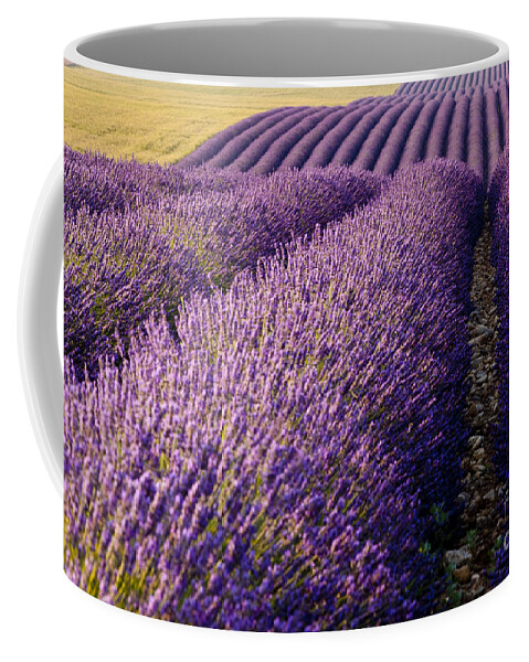 Lavender Coffee Mug featuring the photograph Fields of Lavender by Brian Jannsen