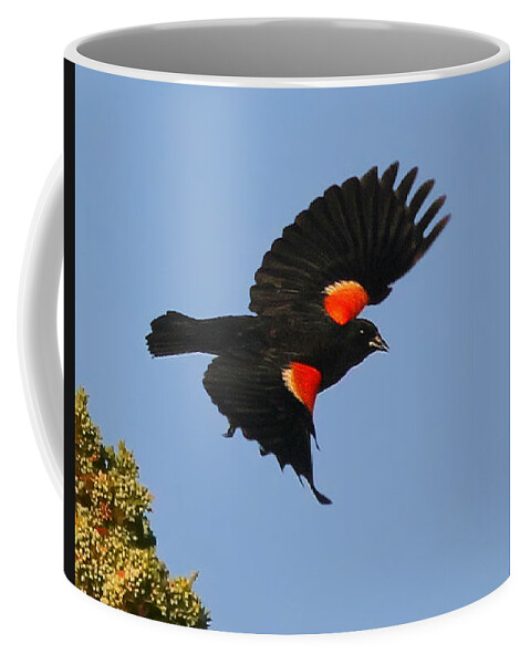 Blackbirds Coffee Mug featuring the photograph Final Approach by Geoff Crego
