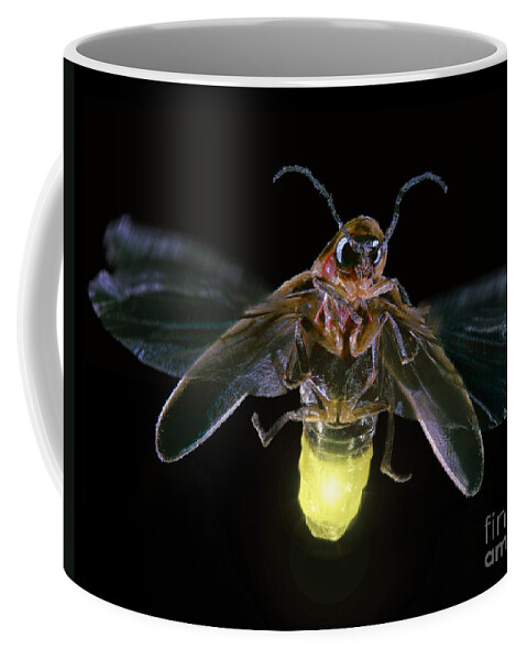 Horizontal Coffee Mug featuring the photograph Firefly by Darwin Dale