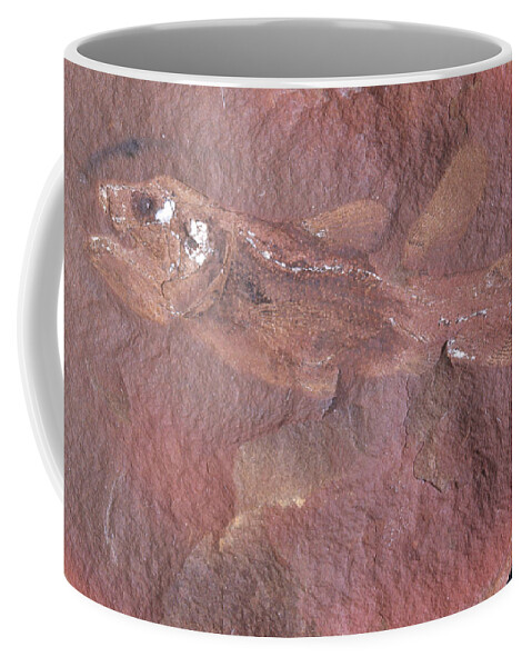 Rhabdoderma Coffee Mug featuring the photograph Fish Fossil by Louise K. Broman