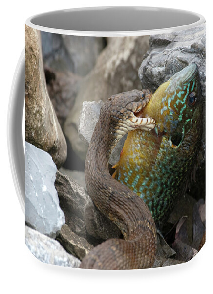 Snake Coffee Mug featuring the photograph Fishing by Jeannette Hunt