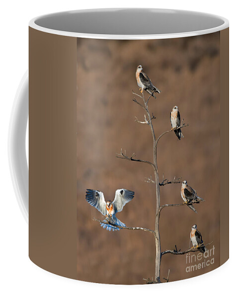 Animal Coffee Mug featuring the photograph Five White-tailed Kite Siblings by Anthony Mercieca