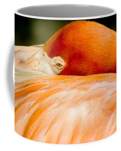 Flamingo Coffee Mug featuring the photograph Flamingo Napping by Sabrina L Ryan