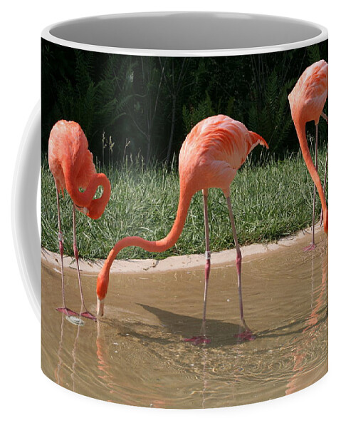 Birds Coffee Mug featuring the photograph 3 Flamingos drinking water by Valerie Collins