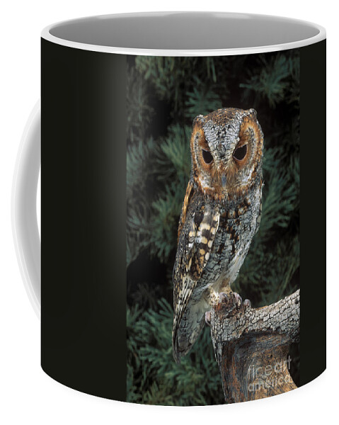 Animal Coffee Mug featuring the photograph Flammulated Owl by Anthony Mercieca