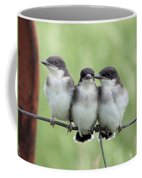 Fledged Coffee Mug featuring the photograph Fledged Siblings by Bonfire Photography
