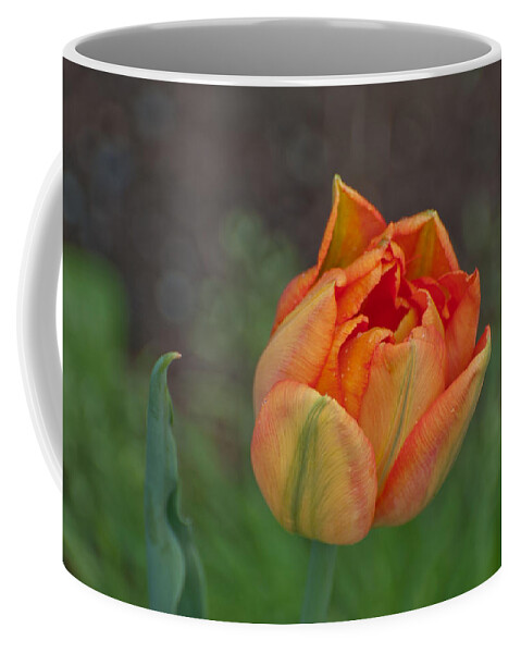 Tulip Coffee Mug featuring the photograph Floating Spring by Kathy Paynter