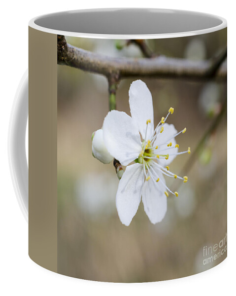 Flower Coffee Mug featuring the photograph Flowering cherry blossom by Steev Stamford