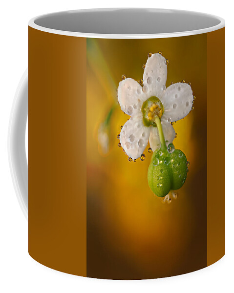 2012 Coffee Mug featuring the photograph Flowering Spurge by Robert Charity