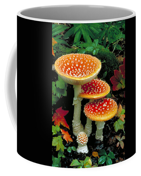 A. Muscaria Coffee Mug featuring the photograph Fly Agaric by Phil A. Dotson