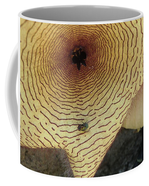 Flower Photograph Coffee Mug featuring the photograph Fly to Me by Michele Penn
