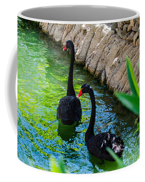 Aruba Coffee Mug featuring the photograph Follow The Leader 2 by Judy Wolinsky