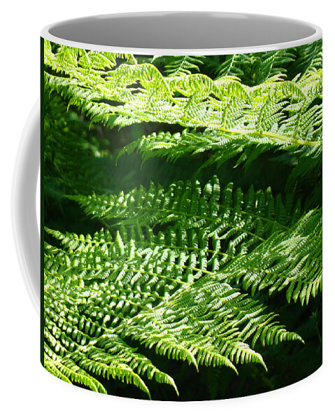 Fern Coffee Mug featuring the photograph Forest Ferns Art Prints Green Fern Nature by Patti Baslee
