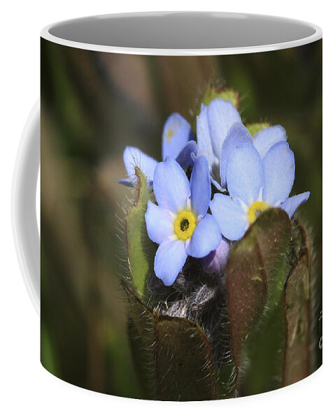 Forgetmenots Coffee Mug featuring the photograph Forget Me Nots Springtime by Deborah Benoit