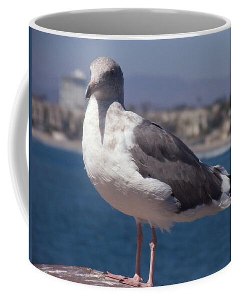 Seagull Coffee Mug featuring the photograph Waterfowl Model by Richard J Cassato