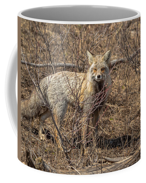 Fox Coffee Mug featuring the photograph Foxy In Disguise by Yeates Photography