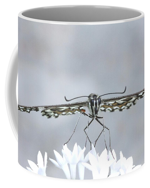 Butterfly Coffee Mug featuring the photograph Fragile by Ramabhadran Thirupattur