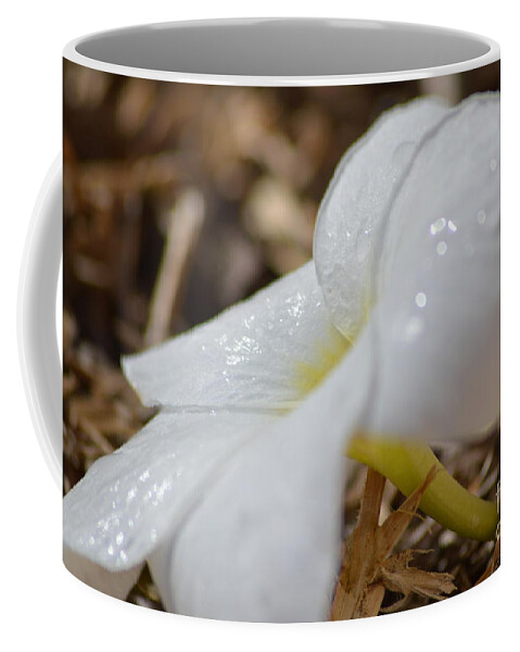 Frangipani Flower Coffee Mug featuring the photograph Frangipani by Laura Forde