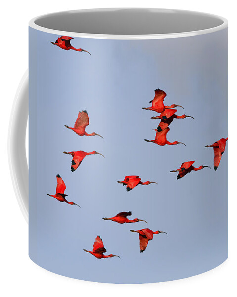 Scarlet Ibis Coffee Mug featuring the photograph Frankly Scarlet by Tony Beck
