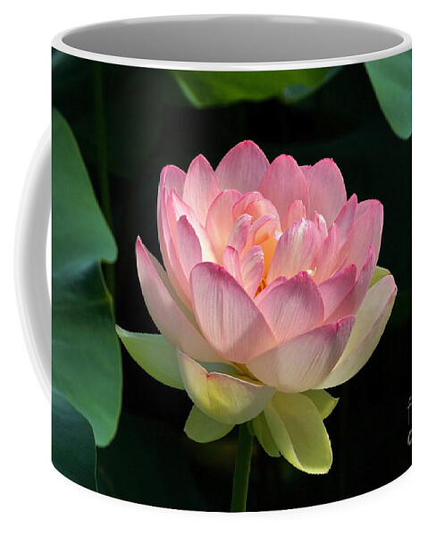 Fresh Bloom Lotus Flower Coffee Mug featuring the photograph Fresh Lotus Bloom by Byron Varvarigos