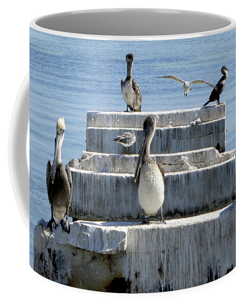 Pelican Coffee Mug featuring the photograph Pelican Friends by Bob Slitzan