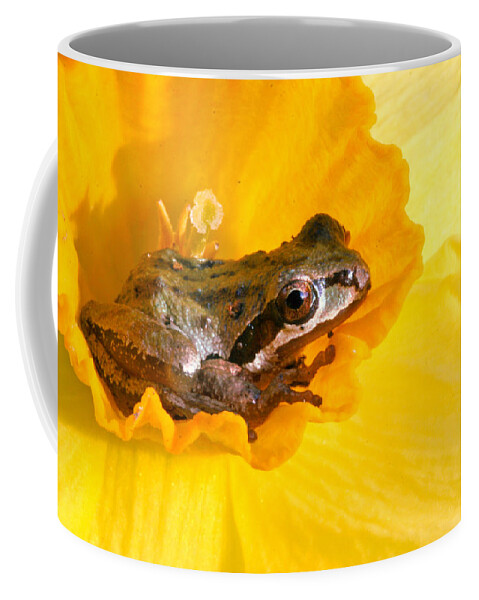 Frog In Daffodil Coffee Mug featuring the photograph Frog and daffodil by Jean Noren
