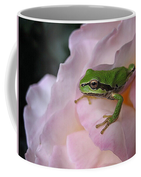 Amphibian Coffee Mug featuring the photograph Frog and Rose photo 3 by Cheryl Hoyle