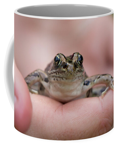 Animals Coffee Mug featuring the photograph Frog by Jakub Sisak