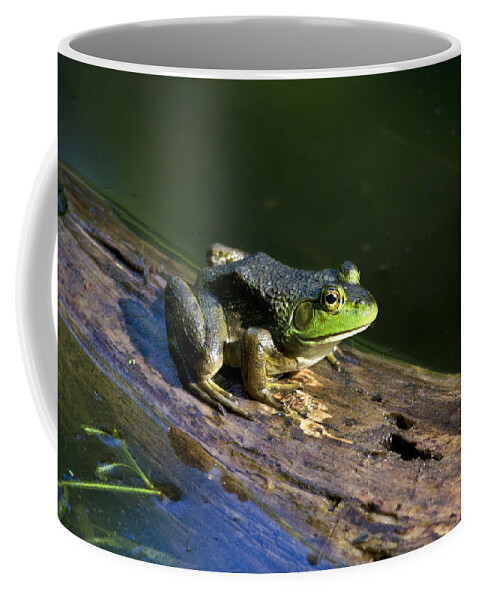 Bullfrog Coffee Mug featuring the photograph Frog On A Log by Christina Rollo