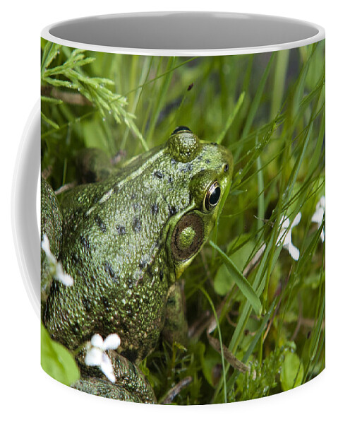 Frog Coffee Mug featuring the photograph Frog On Water's Edge by Christina Rollo