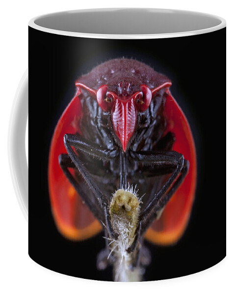 Feb0514 Coffee Mug featuring the photograph Froghopper Costa Rica by Piotr Naskrecki