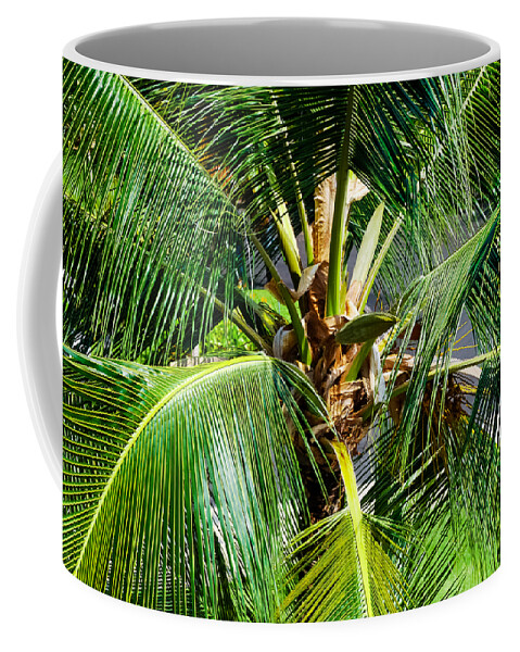Botany Coffee Mug featuring the photograph Fronds and Center by Christi Kraft