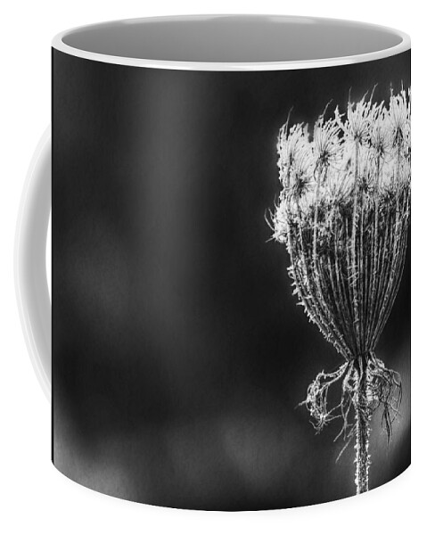 Queen Anne's Lace Coffee Mug featuring the photograph Frozen Queen by Melanie Lankford Photography