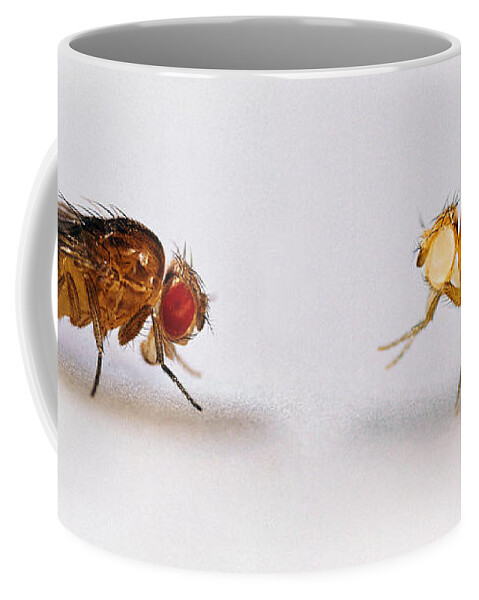 Fruit Fly Coffee Mug featuring the photograph Fruit Flies, Red And White Eyes by Hermann Eisenbeiss