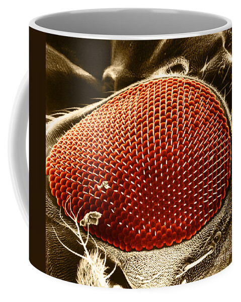 Fruitfly Coffee Mug featuring the photograph Fruit Fly Eye SEM by Omikron
