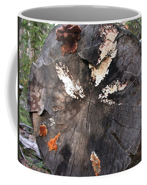 Fungus Coffee Mug featuring the photograph Fungus Painting by Shane Bechler