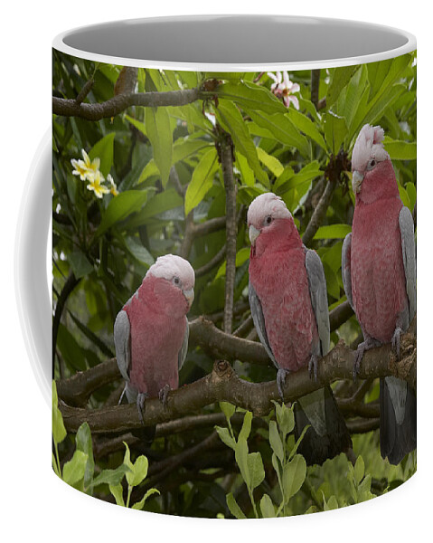Feb0514 Coffee Mug featuring the photograph Galah Trio Perching In Tree by San Diego Zoo