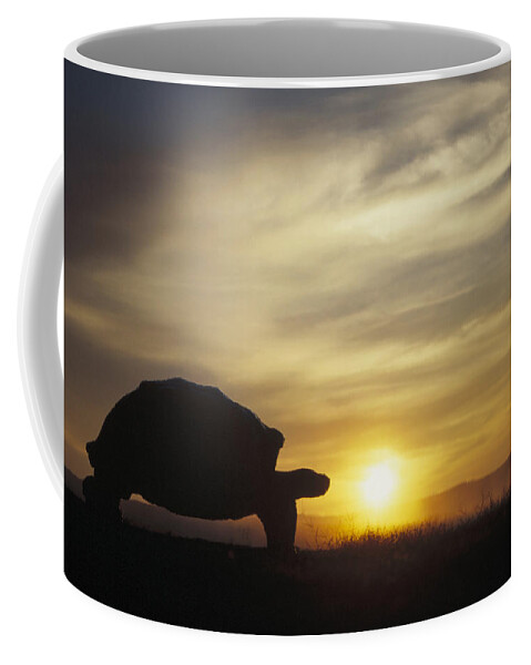 Feb0514 Coffee Mug featuring the photograph Galapagos Giant Tortoise At Sunrise by Tui De Roy