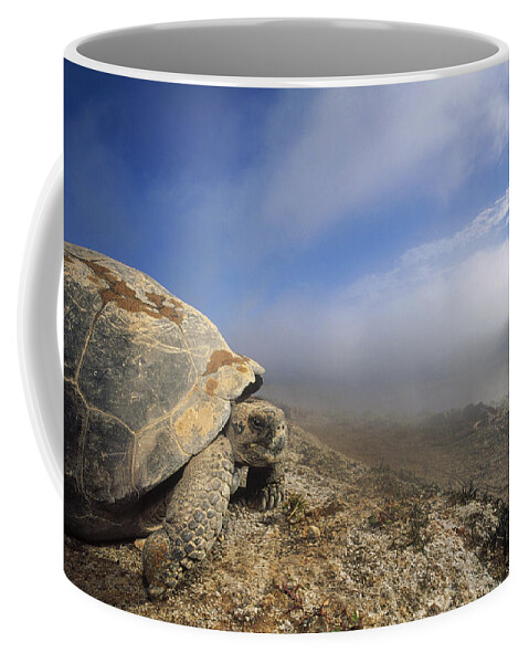 Feb0514 Coffee Mug featuring the photograph Galapagos Giant Tortoise Overlooking by Tui De Roy
