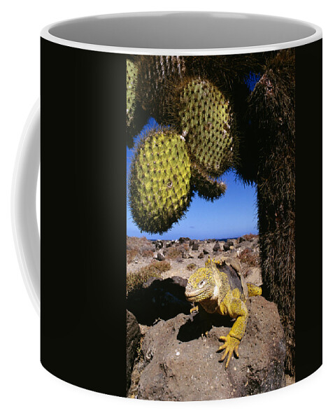 Feb0514 Coffee Mug featuring the photograph Galapagos Land Iguana Basking Ecuador by D. & E. Parer-Cook