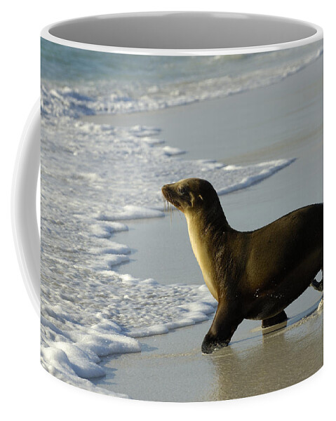 Feb0514 Coffee Mug featuring the photograph Galapagos Sea Lion In Gardner Bay by Pete Oxford