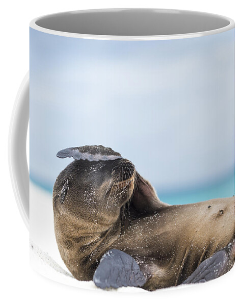 Tui De Roy Coffee Mug featuring the photograph Galapagos Sea Lion Pup Covering Face by Tui De Roy